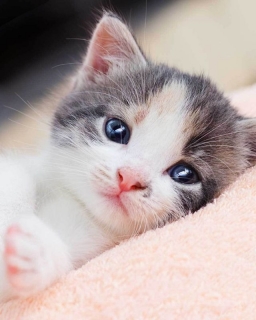 Plyšová deka mačka Kitten